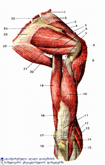 ზემო კიდურის კუნთები
